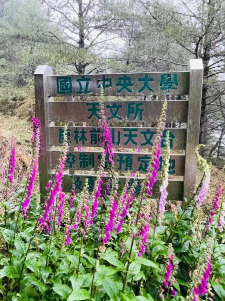 1130609塔塔加三山｜麟趾山-鹿林山-鹿林前山2519823