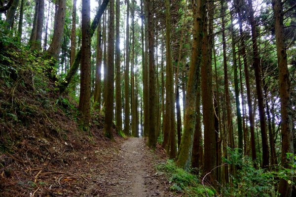檜山巨木森林步道481524