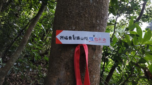 ✅興福寮新稜山徑/下稜竹林山徑至橫斷東線叉 (總計3段陡坡架繩.更新路條149.下稜修徑完成)2382453