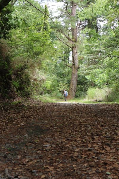 大霸群峰（大鹿林道東線）358313