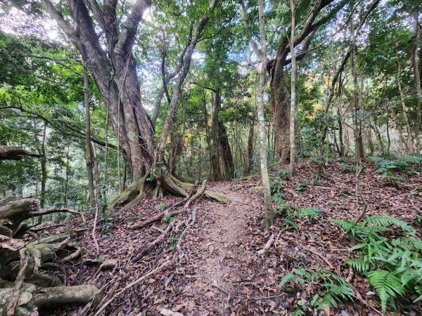 20260118騰龍山加里山O型2997502