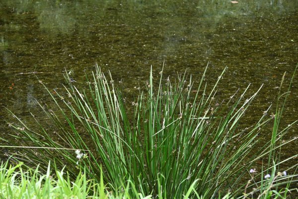 2025_0712 福山植物園2836335