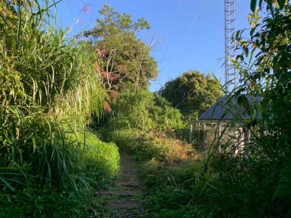 大凍山（小百岳）1117306