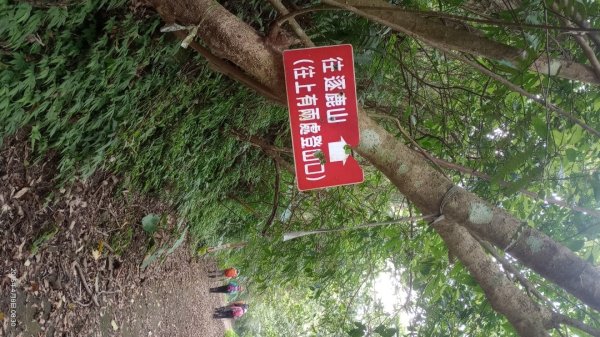 逐鹿卡保山賞一葉蘭2760871