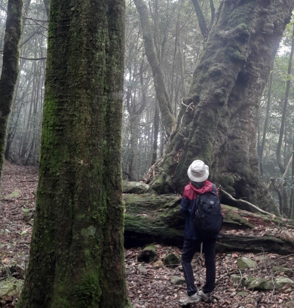 《台中》迷霧巨木為伴｜走訪大雪山船型山