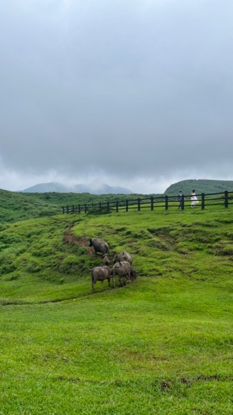 230701 擎天崗環形步道 🐂2201273