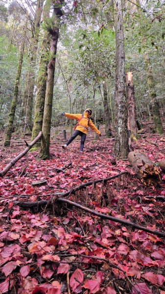 環繞在楓紅巨木和滿山翠綠的鞍馬山及大雪山小神木森林步道的悠哉山行記2996764