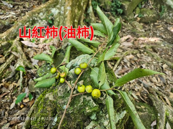 新竹尖石蓮包山+鴛鴦谷鰻潭瀑布O型走2379110