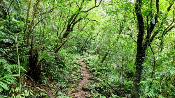 蛇子形古道。美廠產能完售2784744