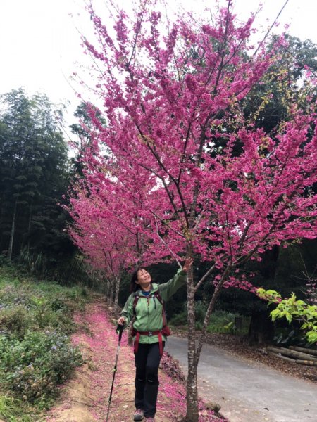 草嶺之旅（賞櫻、桃、李花）1278215