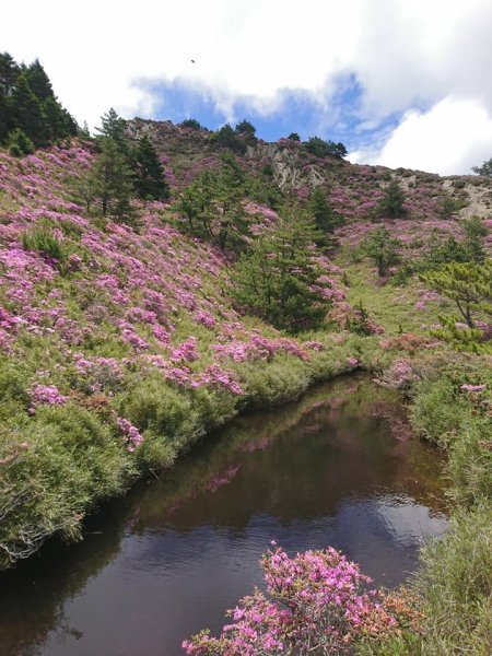 合歡山北峰 紅毛杜鵑611412