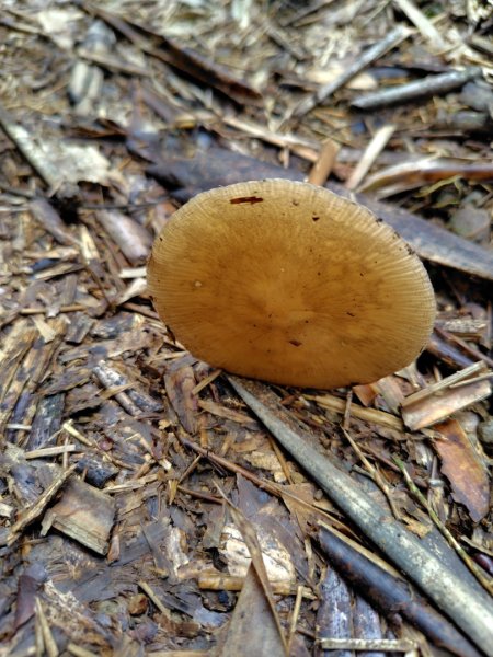 矢場谷山連走勃子山2804953