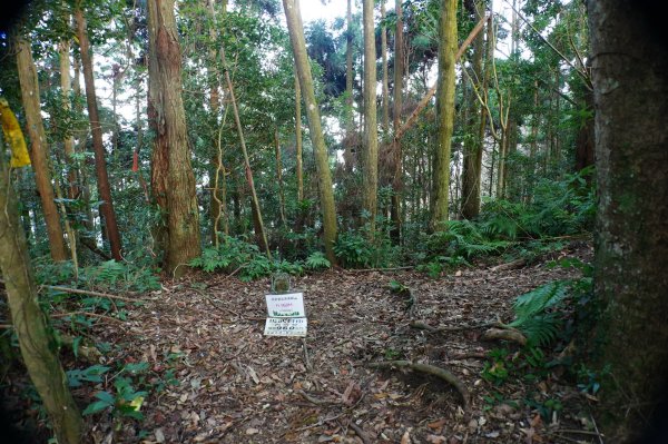 新竹 關西 馬武督山2914170