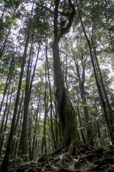 2023.03.11 馬崙山小O、新山遺址(馬崙山步道支線去、斯可巴步道返)2072690