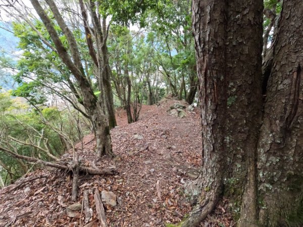 寒流凍雨中獨攀東埔上郡大山下開高山 追雪失敗 2022.2.19-2022.2.201617059