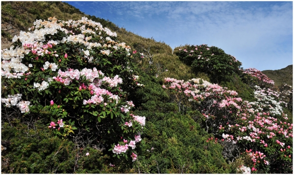 2016/05/09 石門山的高山杜鵑39560