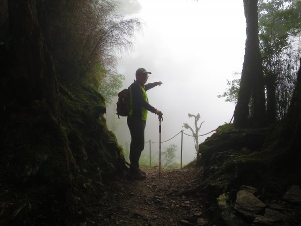 【新竹】觀霧迷幻森林：檜山巨木群步道1111914
