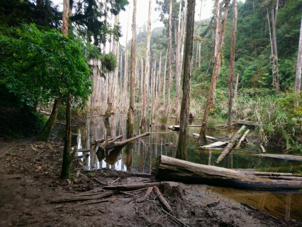 留龍頭 嶺頭山 忘憂森林705367