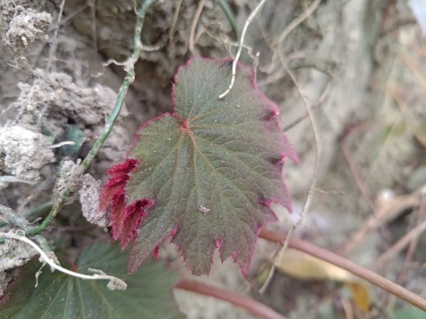 塘湖古道塘湖山甕缸潭2454279