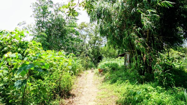 微笑山線百年大榕樹段2848405