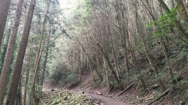 20251010 大雪山國家森林遊樂區 - 船型山林道 登 烏石坑山2911046