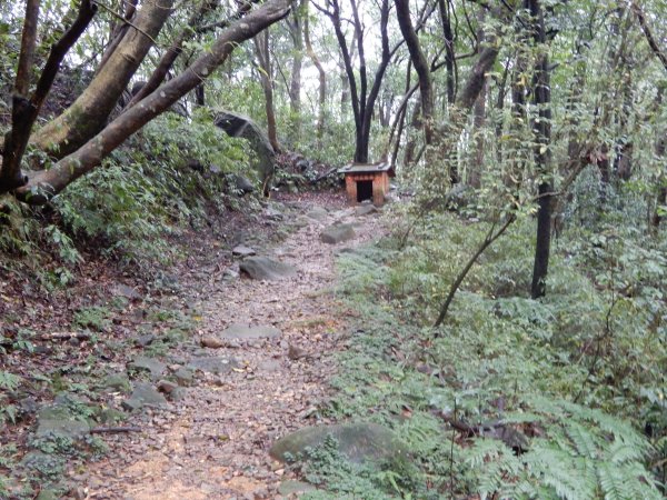 魚路古道北段+挑硫古道+大油坑山O型816234