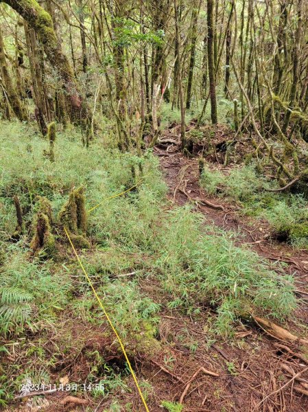 三星山+三星池+望洋山+太平山山毛櫸2432919