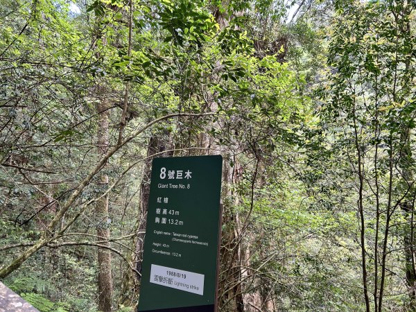 拉拉山神木群3044606