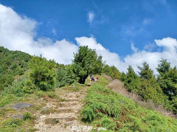 【南投信義】媲美百岳美景。 麟趾山鹿林山O型1859467