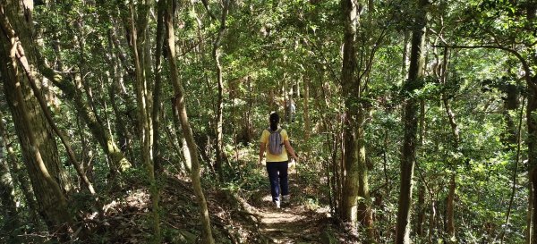 2025/10/10-水田林道上外鳥嘴山2911491