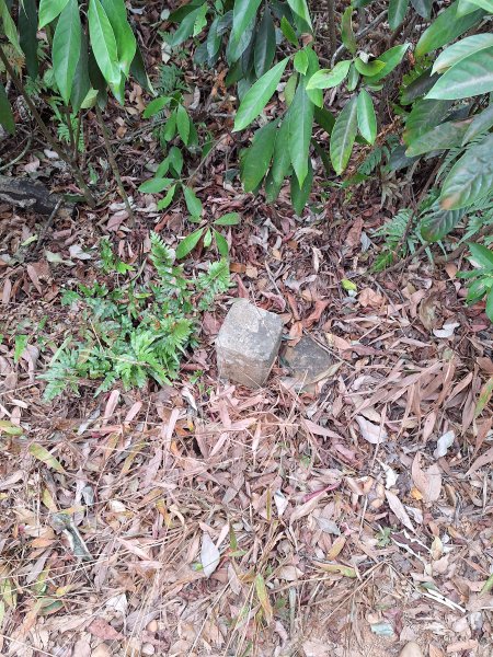 飛龍步道(崇聖亭起登)202401222696341