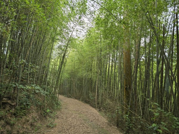 20260516 小百岳-南投集集大山3056250