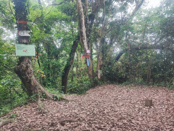 金面山/白石山-小百岳#21-桃園市大溪區2247885