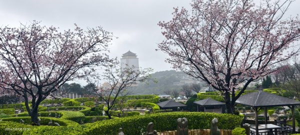#中山樓 #陽明公園 #十八份 #吉野櫻 #墨染櫻（花葉同開） #山海觀馬場 #黃花風鈴木3011422