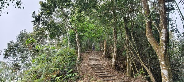 馬那邦山(上湖登山口)-2026/04/183040582