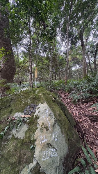 鵝黃色的優雅2960200