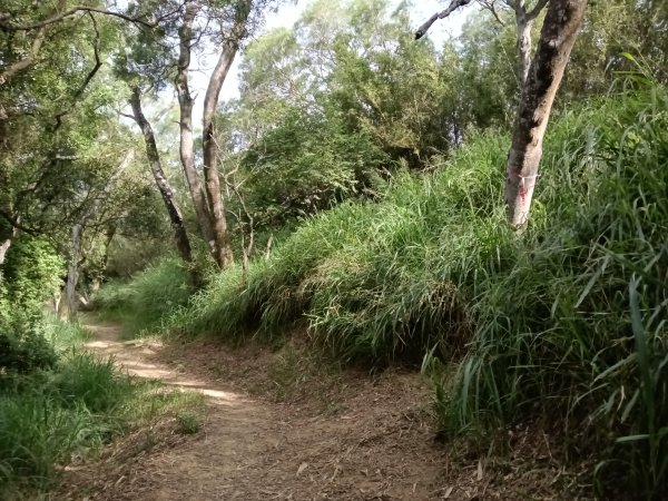 造橋鄉口山步道(老庄山+菜瓜窩山+造橋口山)2933699
