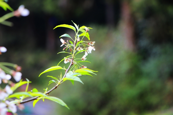 阿里山櫻花 唯美詩韻 ~ 高山+鐵道+神木+湖水 ...265475