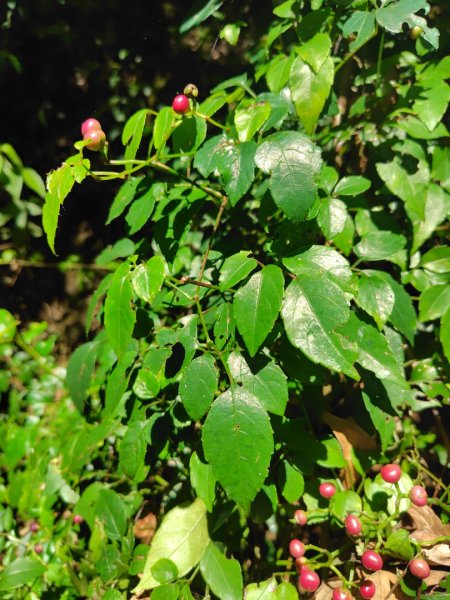 西阿里關山2823116