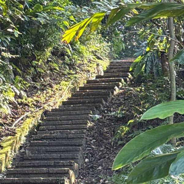 20260110 更寮古道(小百岳-土庫岳)2980763