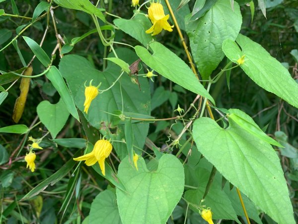 大崎棟古道、騎龍古道2772254