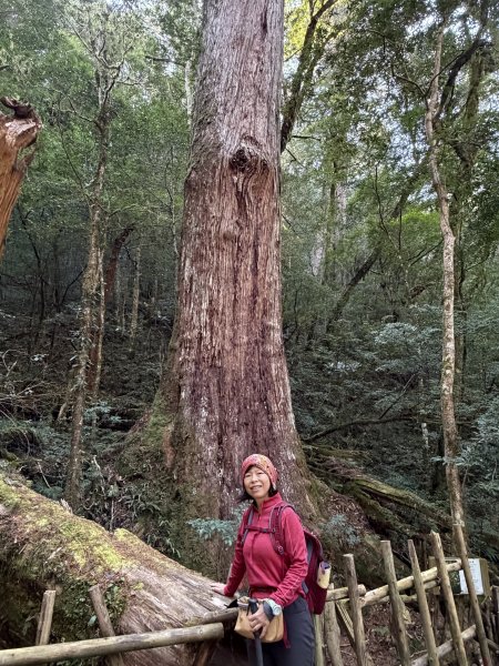 司馬庫斯巨木步道+櫻花祭202602193009439