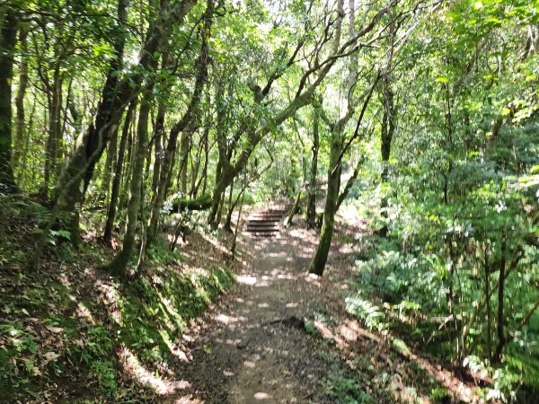 小百岳No.22⛰東眼山2568791