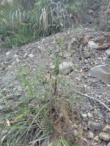 大竹溪山連走鞍輪名山3006881