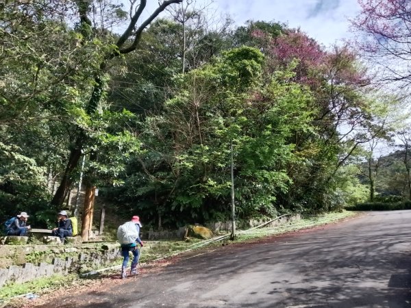 汐止區大尖山櫻花+秀峰瀑布O型3009380