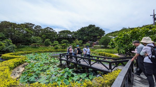 白石湖百合花2506941