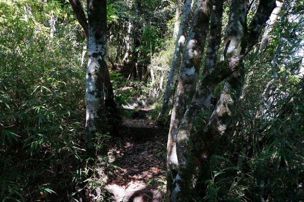 魯壁山、東穗山連走602836