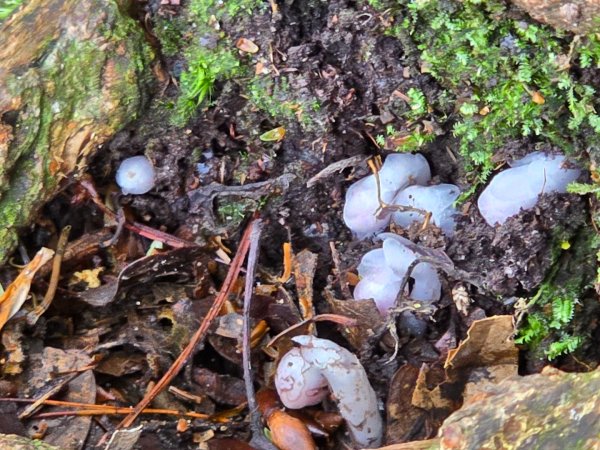 橫嶺山／沙蓮山／笛吹山O繞2787680