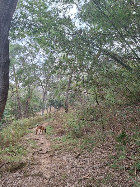 頭份鹿廚坑健行步道2734329