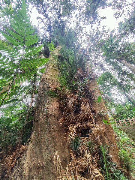 苗栗獅潭鳴鳳古道2929621